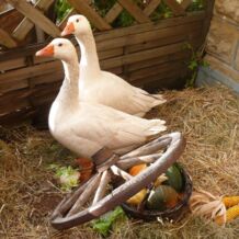 Forsthaus Gänsefest